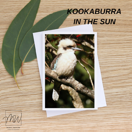 Blank Greeting Card - Kookaburra in the Sun - Photo